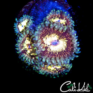 CK UNRELEASED ZOA MINI COLONY