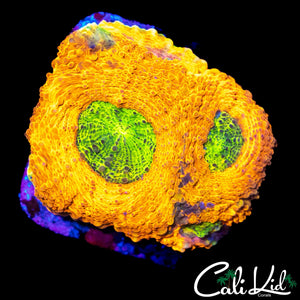 RAINBOW RIM ECHINATA