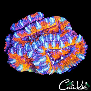 ULTRA RAINBOW ACAN CHUNK