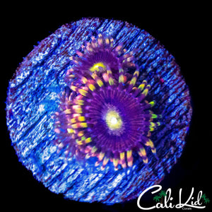 CK ANTI MATTER ZOA TRIPLE
