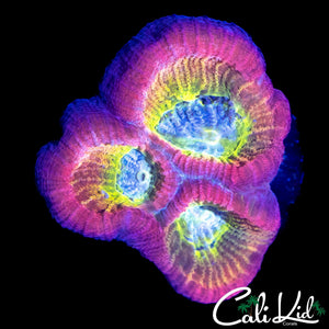 BEAUTIFUL RAINBOW FAVIA