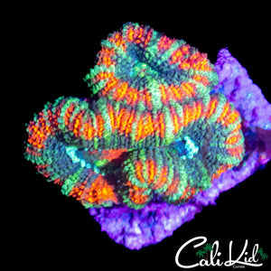 RARE ASIAN ACAN DOUBLE
