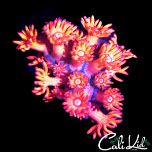 FIRECRACKER GONI