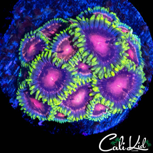 ASSORTED ZOA COLONY
