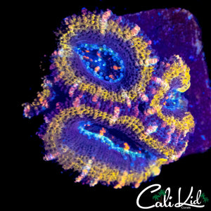 PINK STRIPE ACAN QUAD