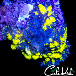 CK BLUE THUNDER BOUNCE SHROOM