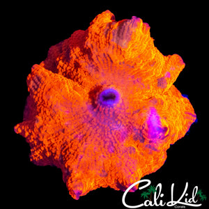 INSANELY BRIGHT CANDY CRUSH SHROOM