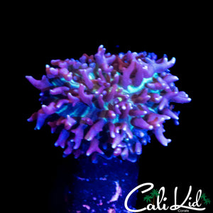 CK MAGNETO SHROOM