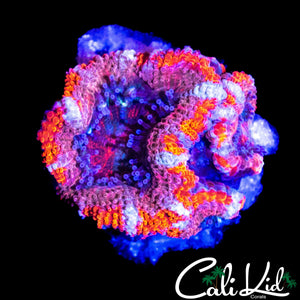 ULTRA ACAN TRIPLE