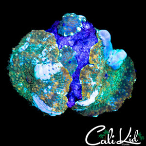 CK WHITE ZOMBIE BOUNCE ROCK
