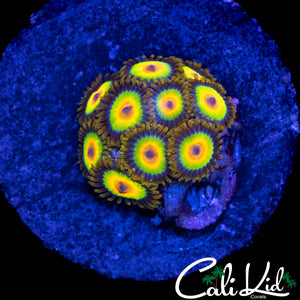 RASTA ZOA MINI COLONY