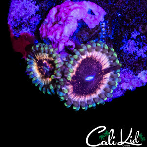 CK UNRELEASED ZOA DOUBLE