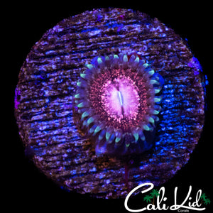CK UNRELEASED ZOA