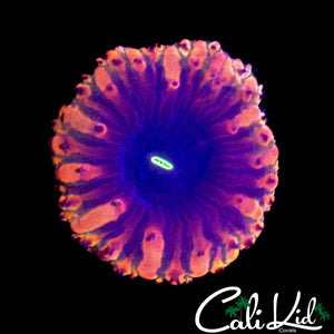 PURPLE EYE BLASTO