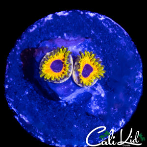 GREAT OWL ZOA DOUBLE
