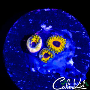 GREAT OWL ZOA TRIPLE