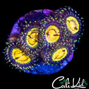 CK BITCOIN ZOA 2.0 MINI COLONY