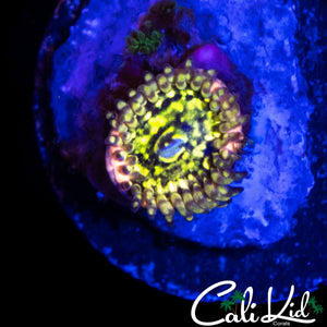 CK PINEAPPLE EXPRESS ZOA