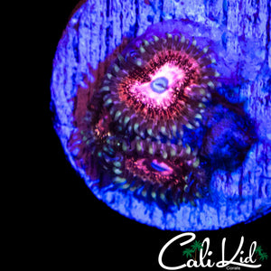 CK UNRELEASED ZOA TRIPLE