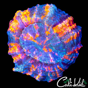 ULTIMATE RAINBOW ACANTHO (MINI)