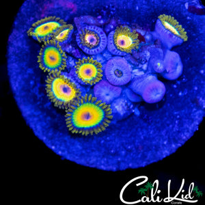 RASTA ZOA COLONY