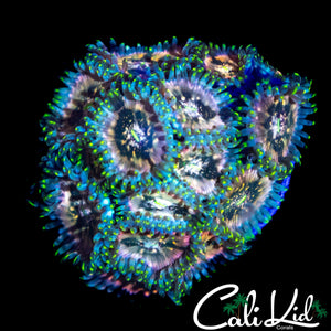 SOUR PUNCH ZOA COLONY