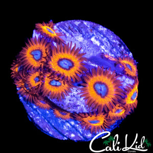 CHARMANDER ZOA COLONY