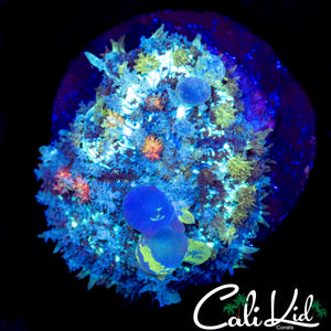 CK CIRCUS BOUNCE MUSHROOM