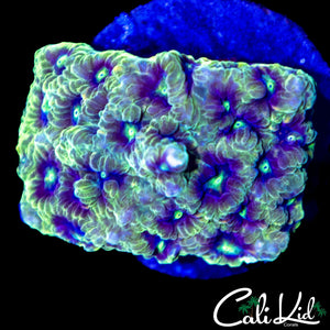 ULTRA RAINBOW FAVIA