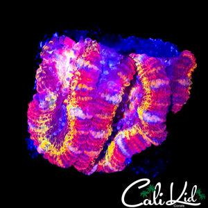 CK UNRELEASED ACAN TRIPLE