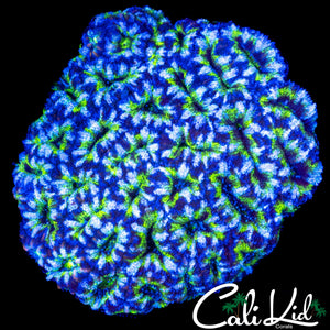 MAZE ACAN COLONY