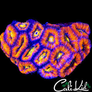 RAINBOW EYE ACAN COLONY