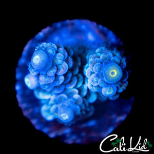 RAINBOW TENIUS