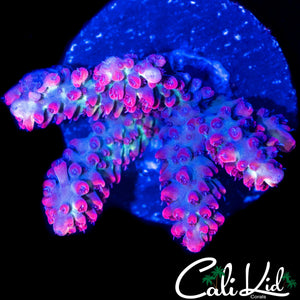 CK SHORTAKE CHUNK