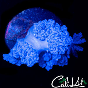 PULSATING XENIA MINI COLONY