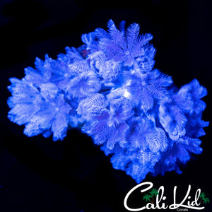 PULSATING XENIA MINI COLONY