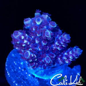 REEF RAFT BLUE THUNDER ACRO