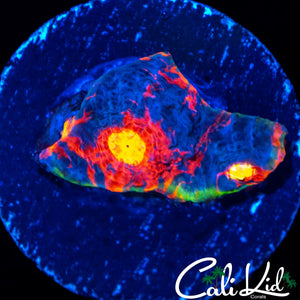 CK UNRELEASED RAINBOW CHALICE FRAG