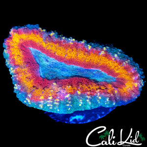 RAINBOW RING LOBO