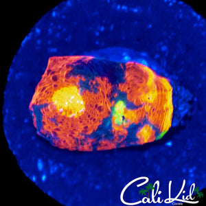 ULTIMATE RAINBOW CHALICE FRAG