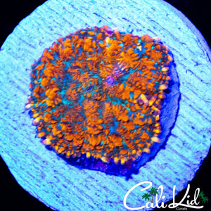 MYSTERY RHODACTIS