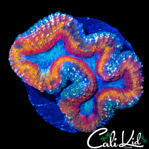 RAINBOW RING LOBO COLONY