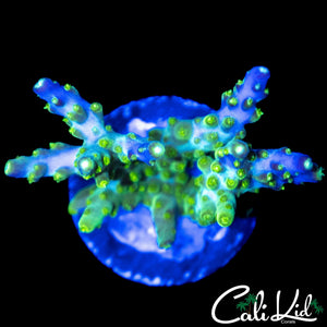 CK GALACTIC RIDER ACRO