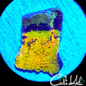CRAYOLA MELTDOWN CHALICE CHUNK