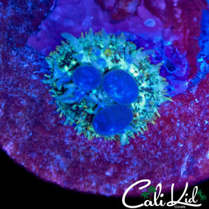 BLUE BUBBLE BOUNCE SHROOM BABY
