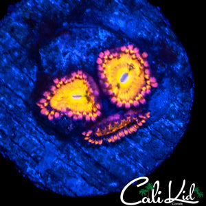 SAKURA TYPE ZOA TRIPLE