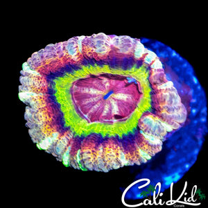 INSANE RAINBOW ASIAN ACAN