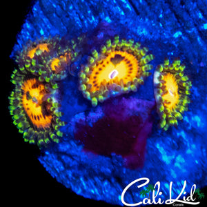 RAINBOW INCINERATOR ZOA MINI COLONY