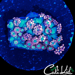 MYSTERY ALVEOPORA