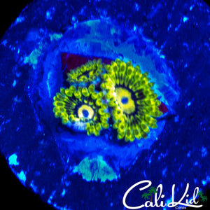 CK UNRELEASED ZOA TRIPLE